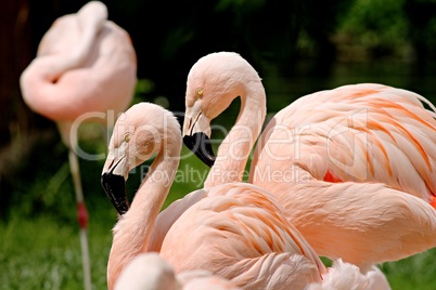 rosa Flamingos