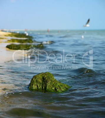 view of the sea shore with green algae