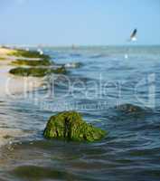 view of the sea shore with green algae