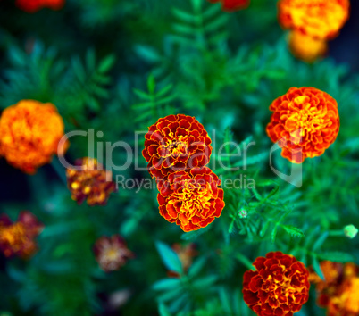 flowering marigolds in the garden