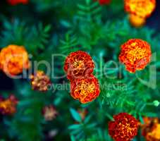 flowering marigolds in the garden