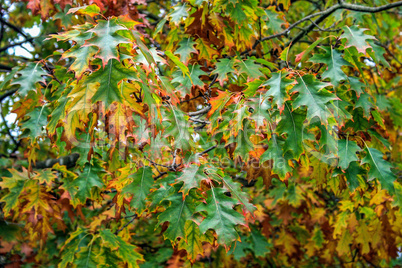 Green Leaves