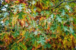 Green Leaves