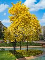 Tabebuia