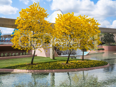 Tabebuia