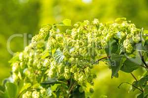 Hopfen, Nahaufnahme der Zapfen