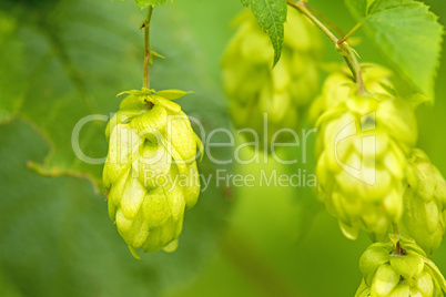 Hopfen, Nahaufnahme der Zapfen Hopfen, Nahaufnahme der Zapfen
