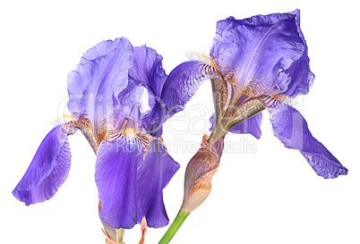 Closeup two iris flowers