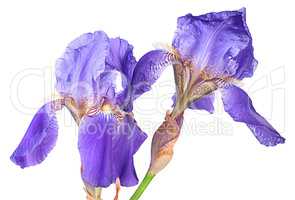 Closeup two iris flowers