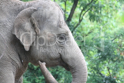 Elephant   (elephantidae)