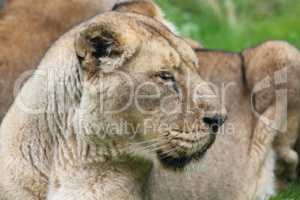 Lion (Panthera leo)