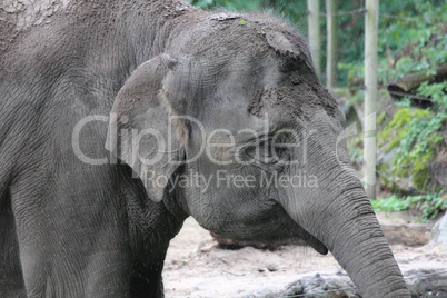 Elephant   (elephantidae)