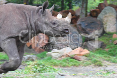 White rhinoceros  (Ceratotherium simum)