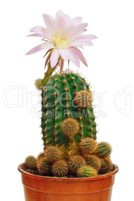 blooming cactus in a pot