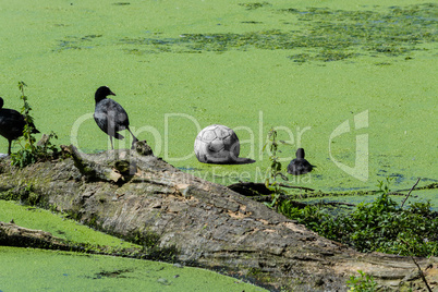 Enten und Fußball in einem Teich