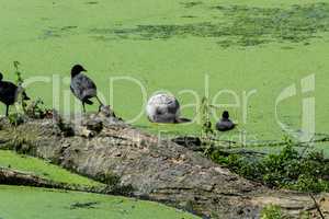 Enten und Fußball in einem Teich