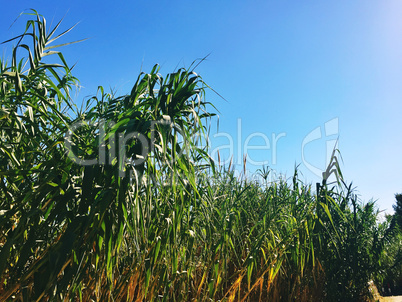 cane thicket forest