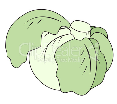 Head of cabbage