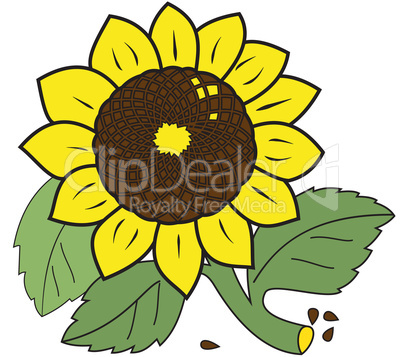 Large ripe sunflower