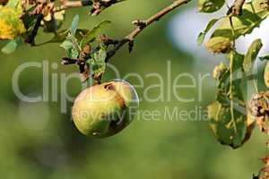 grüner Apfel mit Wurmloch