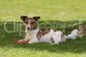 Jack Russel Terrier im Rasen