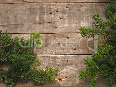 Old wood with fir branch