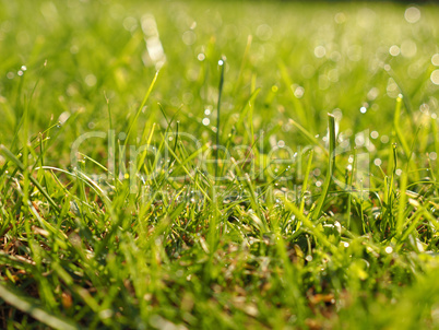 Grass with soft bokeh