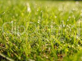 Grass with soft bokeh