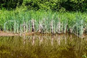 Reeds