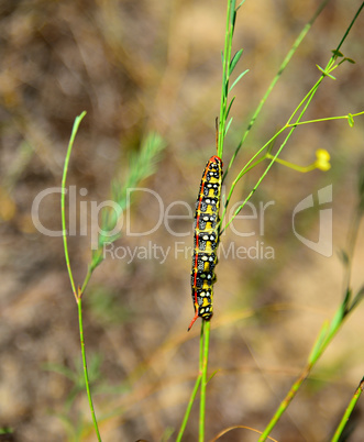 Hyles euphorbiae caterpillar on a stalk of grass