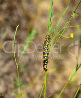 Hyles euphorbiae caterpillar on a stalk of grass