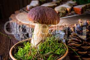 Boletus edulis ( penny bun)