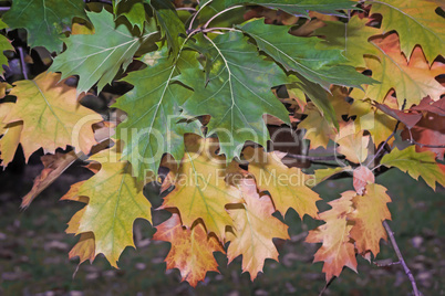 Yellow autumn leaves on a branch of oak.