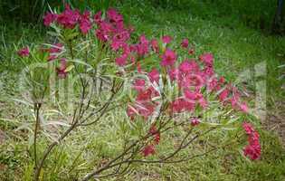 Beautiful blooming pink oleander Bush in the sunshine..