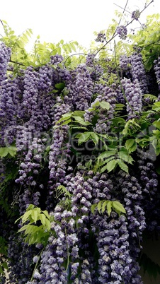 lilas