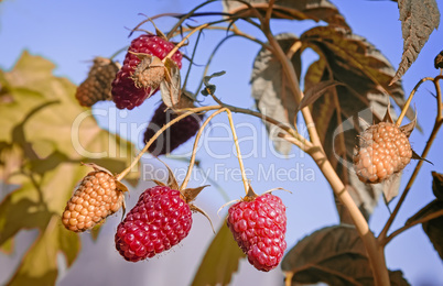 Raspberries in the garden on the branches of a Bush.