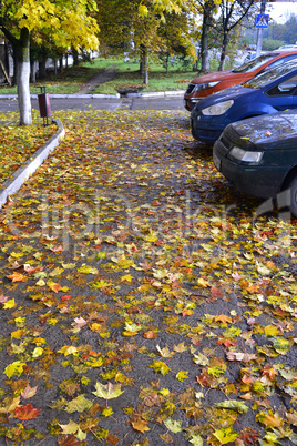 Yellow and red autumn leaves, fallen on asphalt and cars