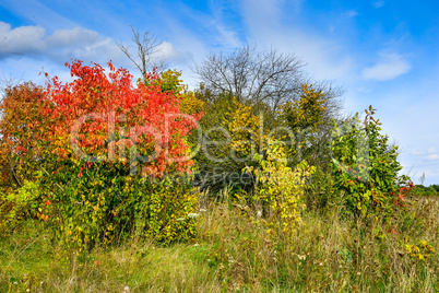 Autumn trees with red leaves and blue sky