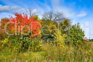 Autumn trees with red leaves and blue sky