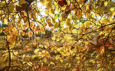 Background with yellow and red autumn leaves on a tree
