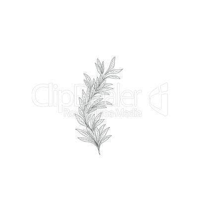 Branch with leaves sketch. Nature lush decor background