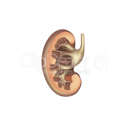 Kidney cross section anatomy. Human internal organ icon. Medical