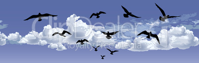 Flock of bird flying Blue sky background. Animal wildlife