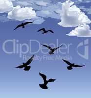 Flock of bird flying Blue sky background. Animal wildlife