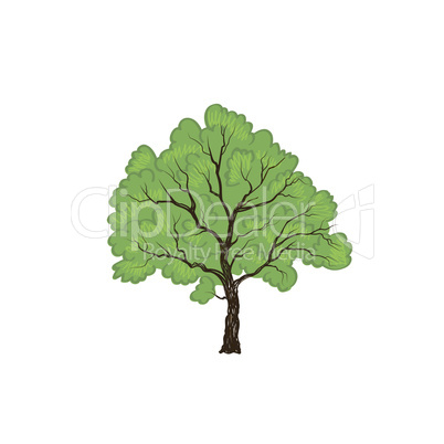 Tree with leaves. Summer nature sign Floral wood icon