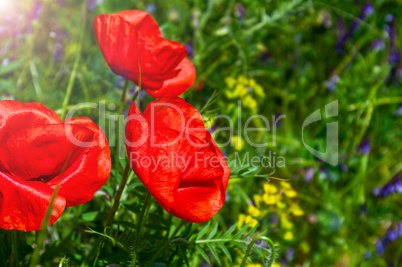 red blossoming poppies in green grass