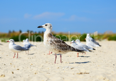 sea gull is standing on the sand