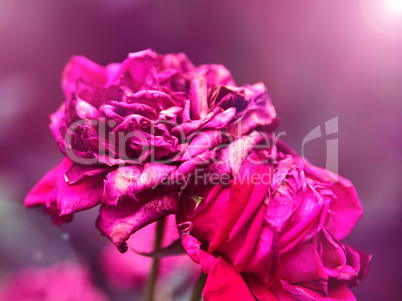 withered bud of red rose