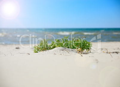 view of the sea from the sandy shore