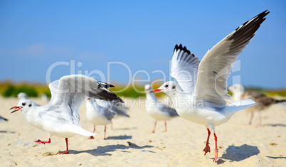 flock of white sea gulls on the sandy beach